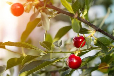 yakın çekim dal olgun kiraz