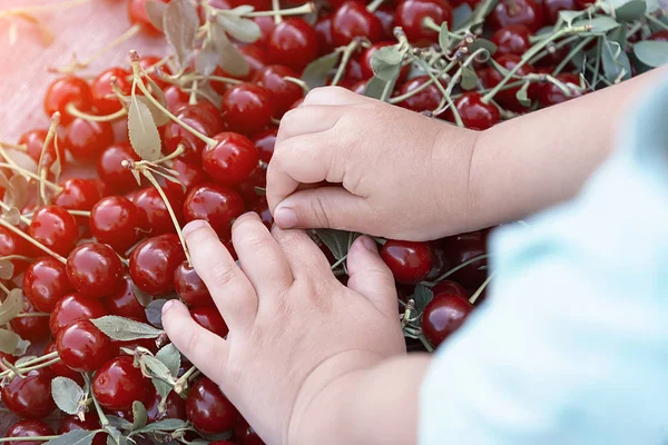 Handful Ripe Cherries Hand — Stock Photo, Image