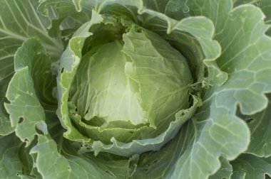 yatakta genç lahana yakın çekim