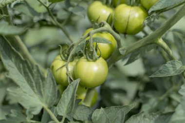 bir şube Bahçe yakın çekim yeşil domates