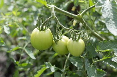 bir şube Bahçe yakın çekim yeşil domates