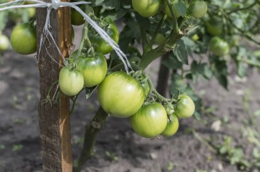 bir şube Bahçe yakın çekim yeşil domates
