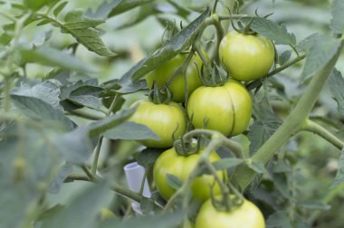 bir şube Bahçe yakın çekim yeşil domates