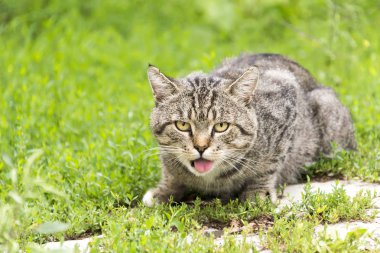 evsiz kedi yolda oturur ve onun dilini sıkışmış