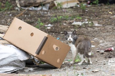 bir çöp yığını yakınındaki aç gri evsiz kedi