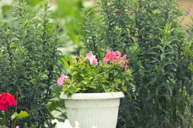 petunyaların yağmurda su damlaları sonra bahçedeki çiçekleri