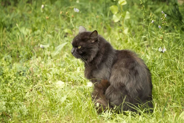 Svart Hemlös Hungrig Katt Sitter Gräset — Stockfoto