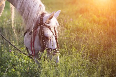 beyaz at yaz gün batımı yemek çimen