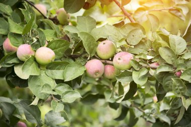 bir şube sonbaharda hasat olgun elma