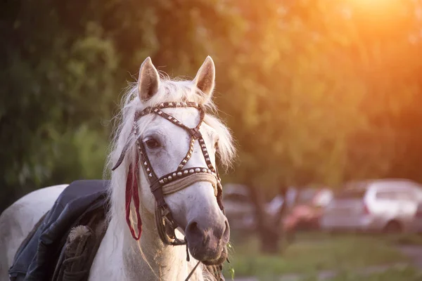 Білий Кінь Літньому Заході Сонця Їсть Траву — стокове фото