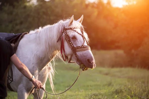 Homem Detém Rédeas Cavalo Branco Pôr Sol Verão — Fotografia de Stock