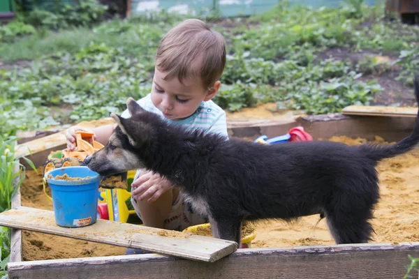 Cachorro Brincando Com Uma Criança Uma Caixa Areia Dia Verão — Fotografia de Stock