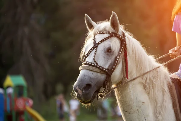 Flicka Som Rider Häst Solnedgången Sommaren — Stockfoto