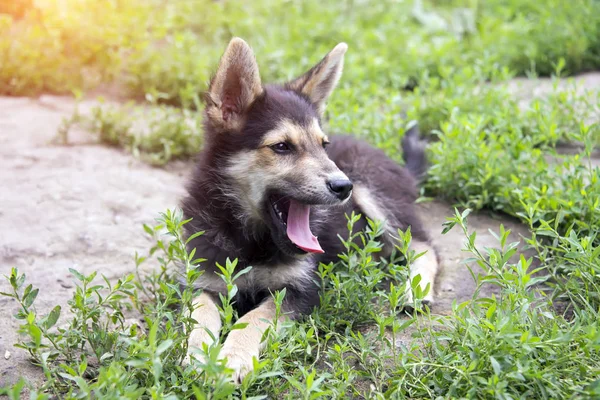 bir melez köpek çimenlerde bir yaz gününde yatıyor.