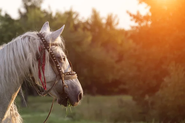 Cavalo Branco Pôr Sol Verão Comendo Grama — Fotografia de Stock