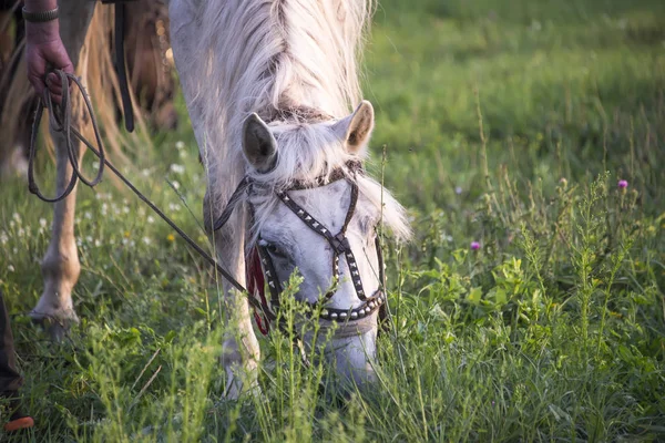 Cavalo Branco Pôr Sol Verão Comendo Grama — Fotografia de Stock