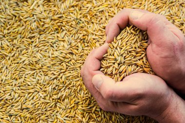 yulaf elinde, touch tahıl, buğday, çavdar, Bahar ekimi, sağlıklı beslenme konsepti için