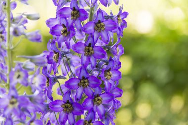 çiçek açması delphinium alanında yaz aylarında sıcak havalarda Rüzgar