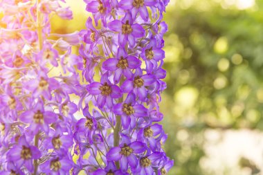 çiçek açması delphinium alanında yaz aylarında sıcak havalarda Rüzgar