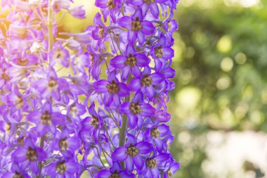çiçek açması delphinium alanında yaz aylarında sıcak havalarda Rüzgar