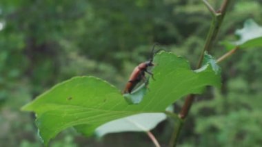 Uçuş öncesi bush sayfadaki kahverengi böceği