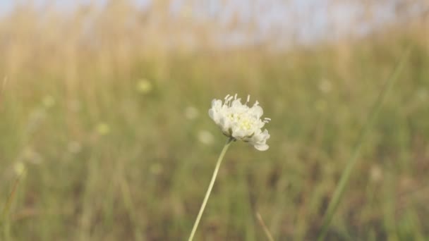 Eenzame Witte Bloem Het Veld Zwaaiend Wiebelen Tegen Wind — Stockvideo