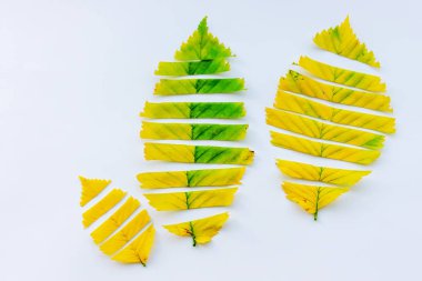 sonbahar yaprakları beyaz zemin üzerinde. kopya alanı