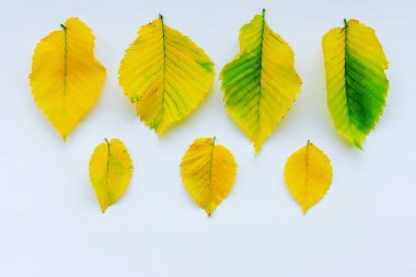sonbahar yaprakları beyaz zemin üzerinde. kopya alanı
