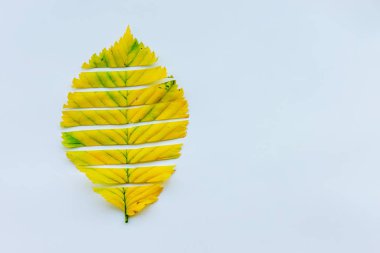 sonbahar yaprakları beyaz zemin üzerinde. kopya alanı