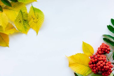 sonbahar yaprakları, dağ kül beyaz zemin üzerinde bir dalı. kopya alanı