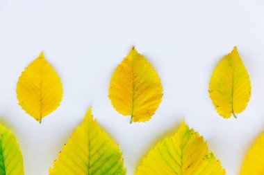 sonbahar yaprakları beyaz zemin üzerinde. kopya alanı