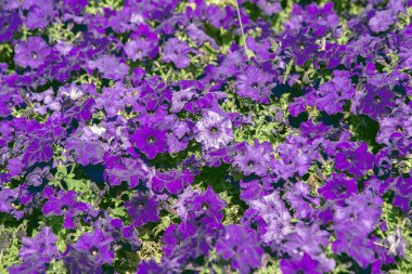 Şehir çiçek pituunii, arka planını çiçekler, Sonbahar ruh hali
