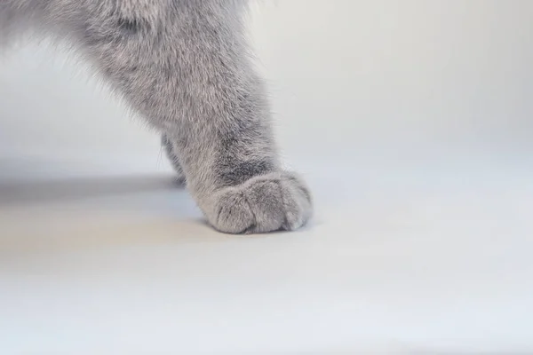 gray cat\'s paw on white panel