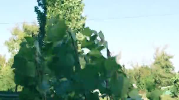 Feuilles Vertes Chancellent Dans Vent Dans Petit Ouragan — Video