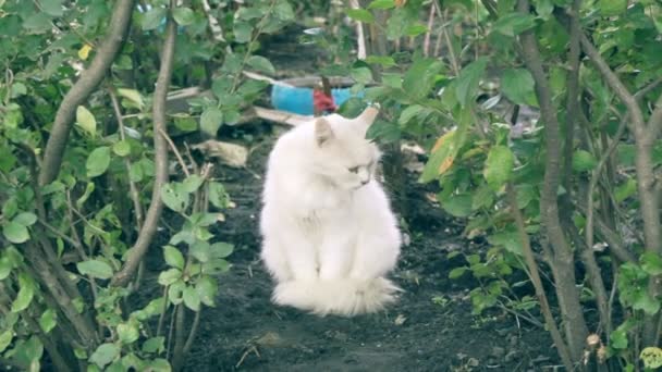 Korkmuş Çalılıkların Oturan Evsiz Beyaz Kedi — Stok video
