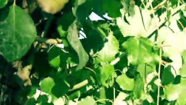 Rozłożenie Czasie Zielonych Liści Wietrze Mały Huragan — Wideo stockowe