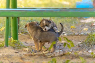 evsiz melez yavrular eğleniyor çimenlerin üzerinde