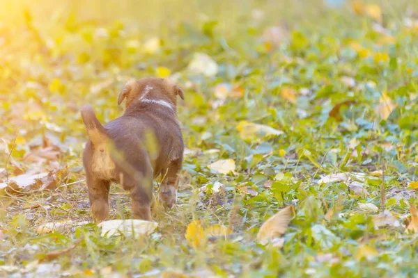 Homeless Mongrel Puppies Having Fun Grass — Stock Photo, Image