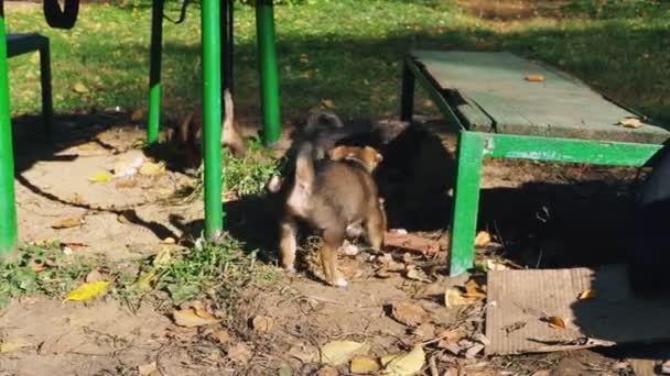 Hemlösa Valpar Hundar Utan Rasen Striderna Samtidigt Spelar Utanför Gården — Stockvideo
