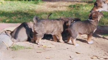 evsiz yavru yemek, emzirme yavru köpekler, Anne breastfeeds bebekler