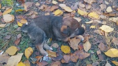 evsiz bir köpek yavrusu olmadan bir cins üzücü ve ikinci onu üzgün engeller ve ısırmak için ona tutunur