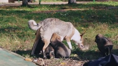 evsiz yavru bir köpek doğurmak, olmadan anne breastfeeds bebek emzirme