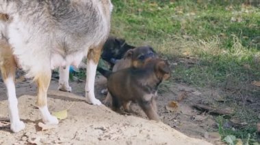 evsiz yavru köpekler kavga anne oyun, ısırık gözetimi altında