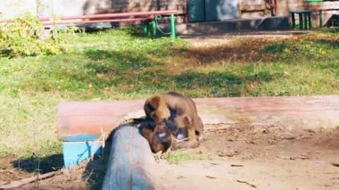 Birbirinizi ısırmak yolunu yitirmek yavru köpekleri sokaklarda oynamak