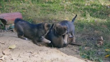 yavru köpekler doğada, bir köpek yavrusu sürükler mücadele bir apa, başka için play