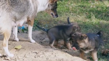 evsiz yavru köpekler dışında anne ile oynamak, kavga ederler ve o görünüyor