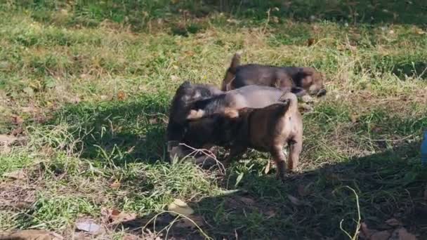 chiots sans abri mangent dans un bol que les gens donnent dans la rue 
