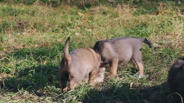 Filhotes Cachorro Desabrigados Comem Rua Comida Que Deram Pessoas — Vídeo de Stock