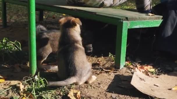 Homeless Puppies Played Run Yard Urban Environment — Stock Video