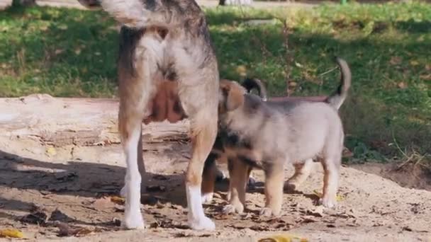 Ammes Hjemløse Valper Hund Uten Rase Mør Ammer – stockvideo